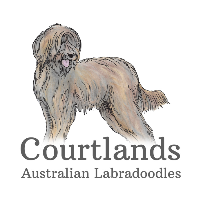 Sleeping Dogsxxx - Courtland's Australian Labradoodle Videos of Puppies and Australian dogs |  Courtlands Australian Labradoodles