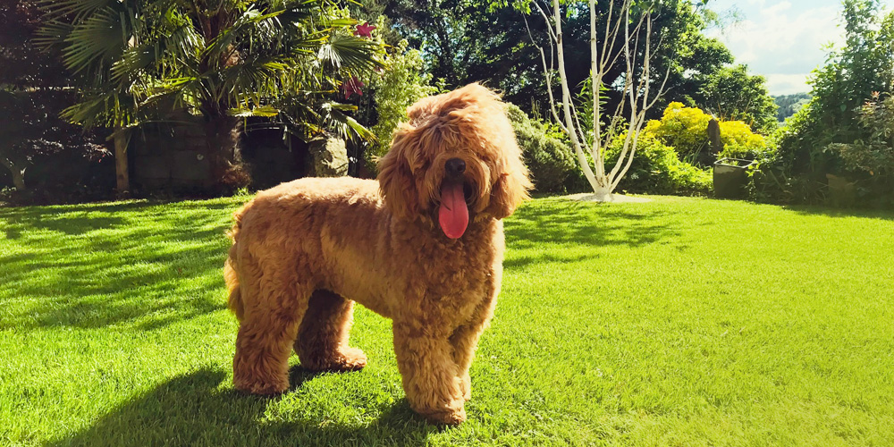 Frequently Asked Questions | Courtlands Labradoodles
