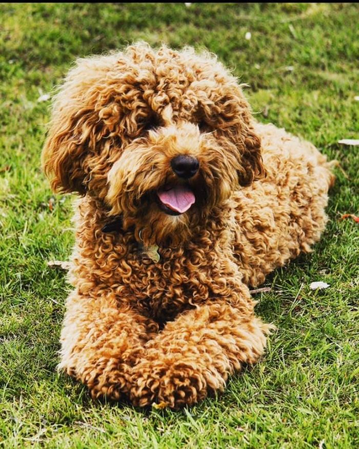 Breed Courtlands Australian Labradoodles Courtlands Australian Labradoodles