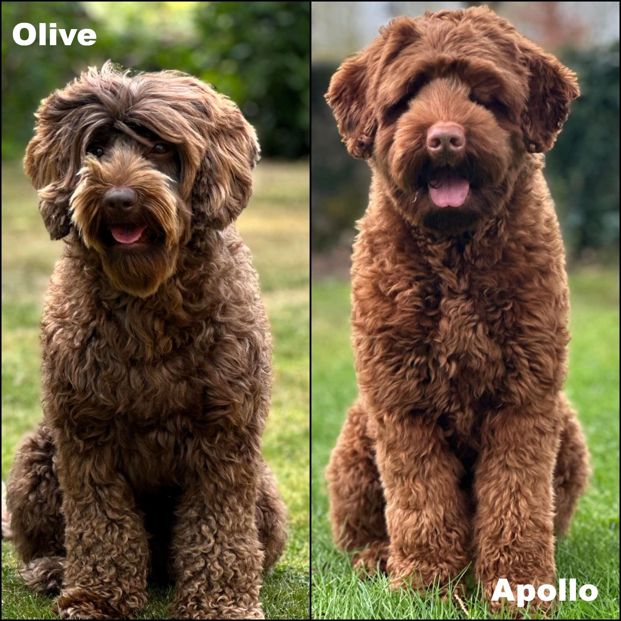 Olive x Apollo